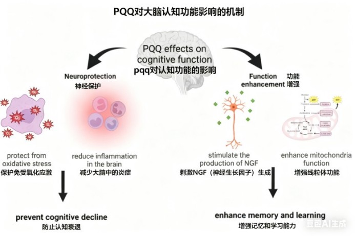 Gehirngesundheitszutat Serie 2 Pyrroloquinolin Chinon (PQQ): Der Energieaktivator, der neuronale Zellen schützt
