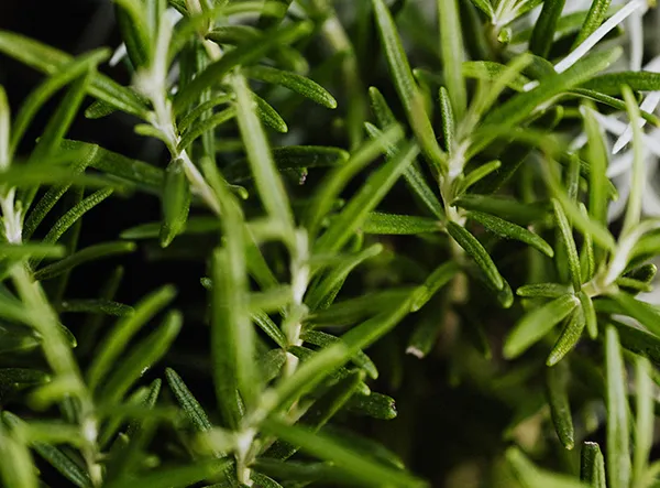 Naturschatz: Rosmarinextrakt, eine neue antioxidative Kraft