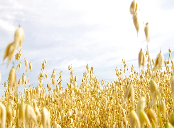 Gesundheitsmanagementl&ouml;sung von L&P Foods: Hafer-&beta;-Glucan
