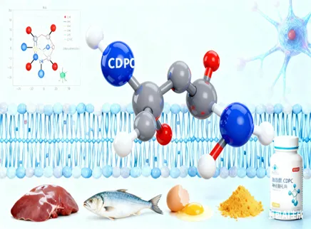 【Brain Health Ingredient Series 4】 Citicolin (CDPC): Der "Phospholipid-Vorl&auml;ufer" f&uuml;r neuronale Reparatur