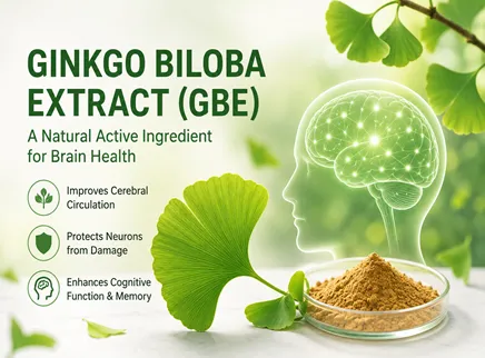 【Gehirngesundheitszutaten Serie 8】 Ginkgo Biloba Extrakt (GBE): Ein nat&uuml;rlicher Wirkstoff zur Verbesserung der Gehirnzirkulation